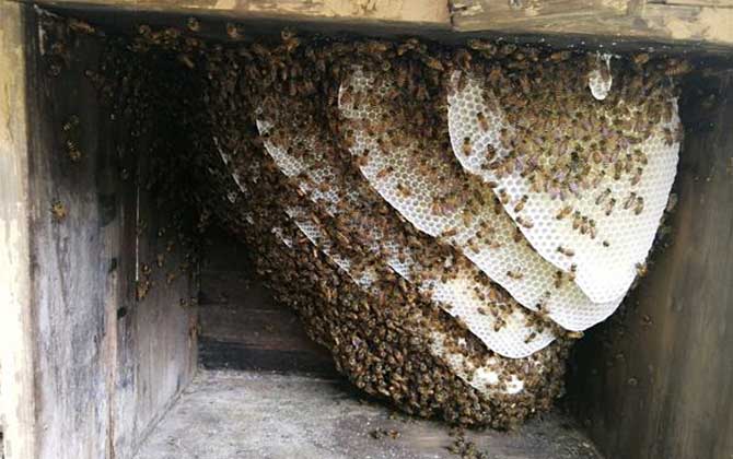 首页 生物 蜜蜂  空蜂箱要通过改造后才能用来诱蜂,对于蜂箱选择并不