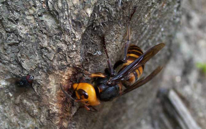 胡蜂人头蜂实际上并不是单指某一种胡蜂,而是某些毒性强且极具攻击性