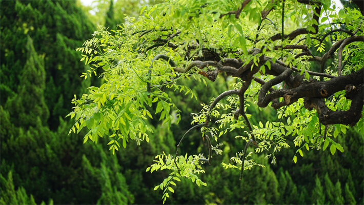 黄荆树盆景