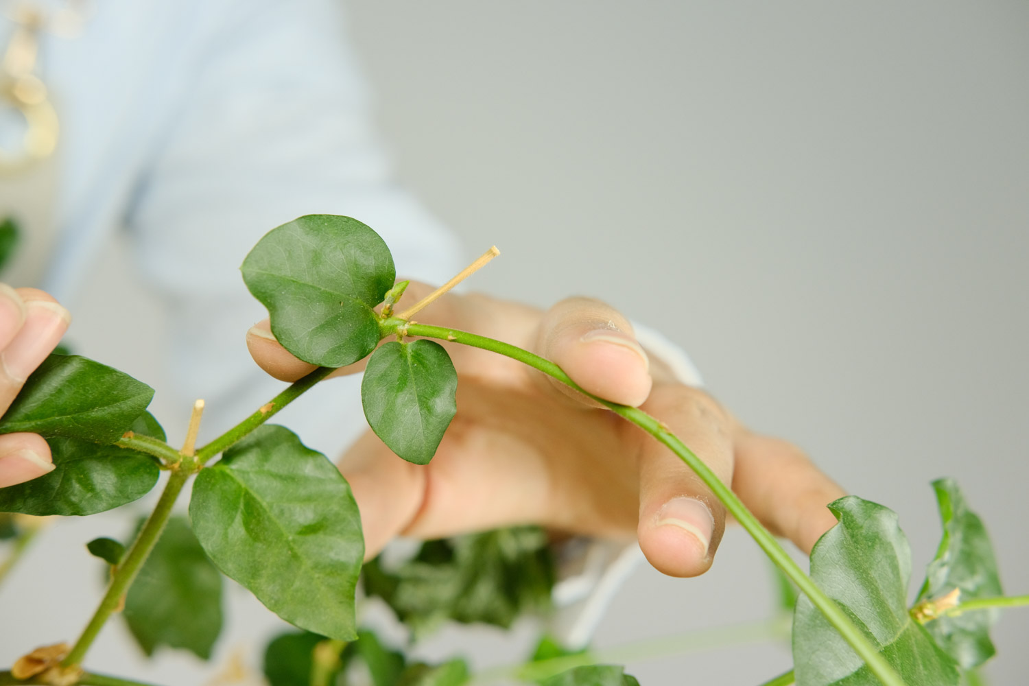 茉莉花施肥方法 用什么肥好