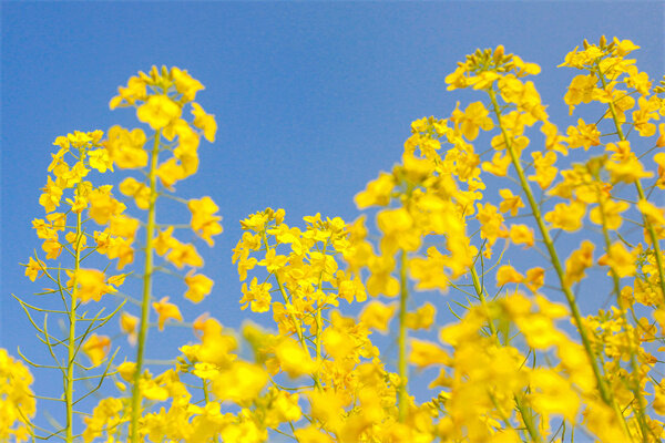 菜花为什么叫菜花