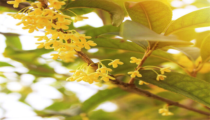 桂花好养活吗