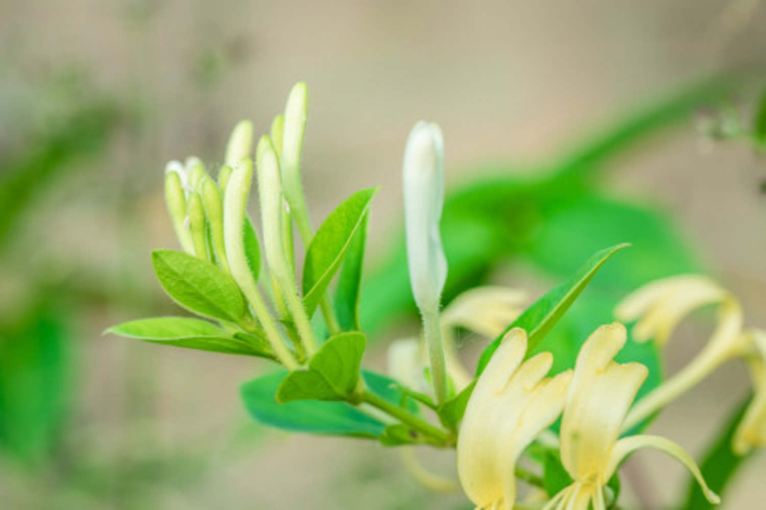 金银花怎么盆栽 要用多大的盆