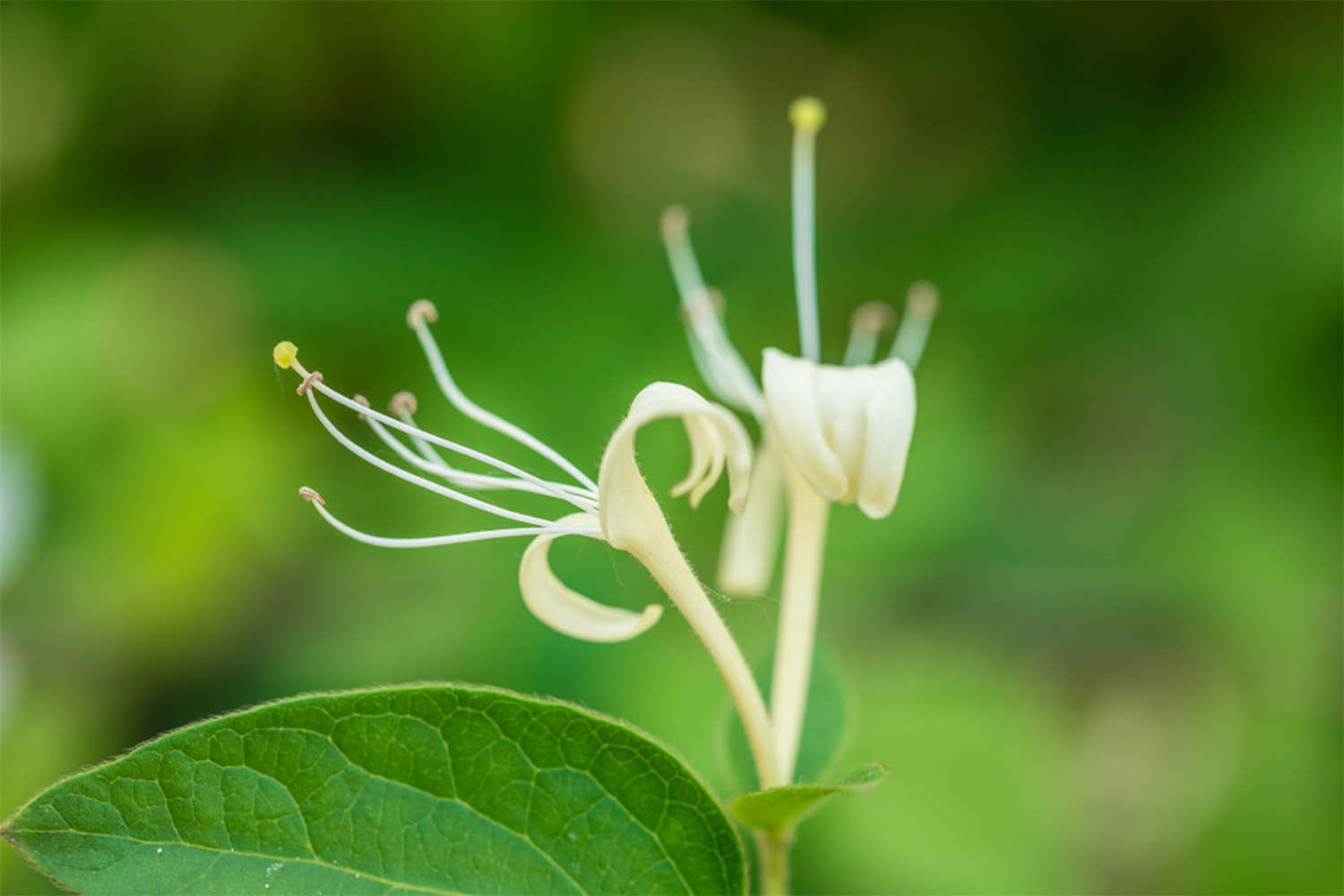 金银花在什么季节开放 采摘时间在什么季节