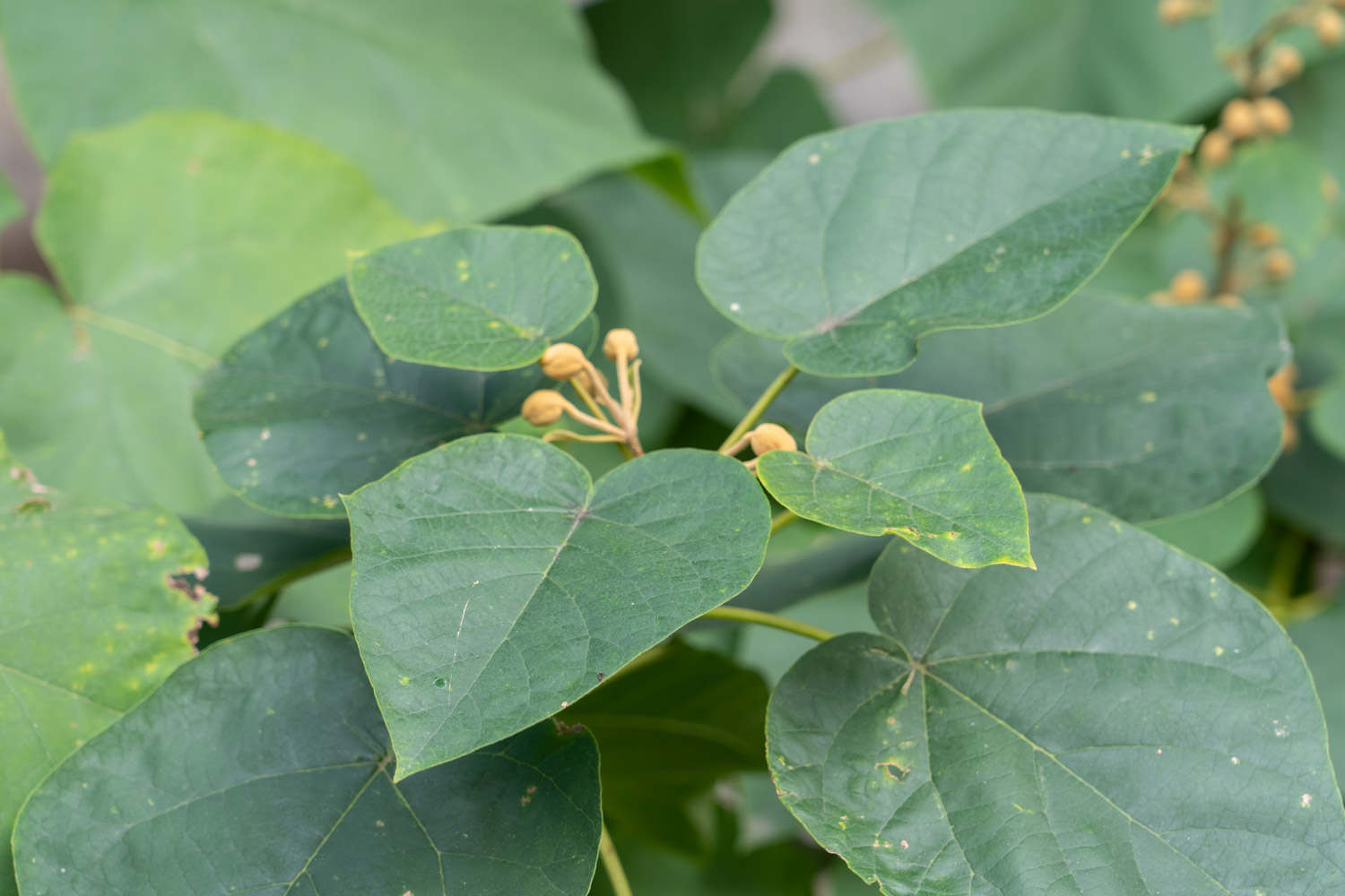 泡桐花怎么养 种植技术