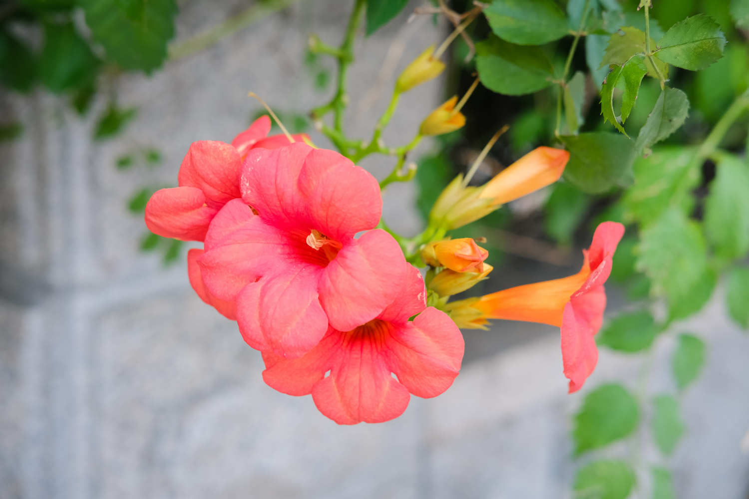 凌霄花盆栽能爬满墙吗 需要多大的盆