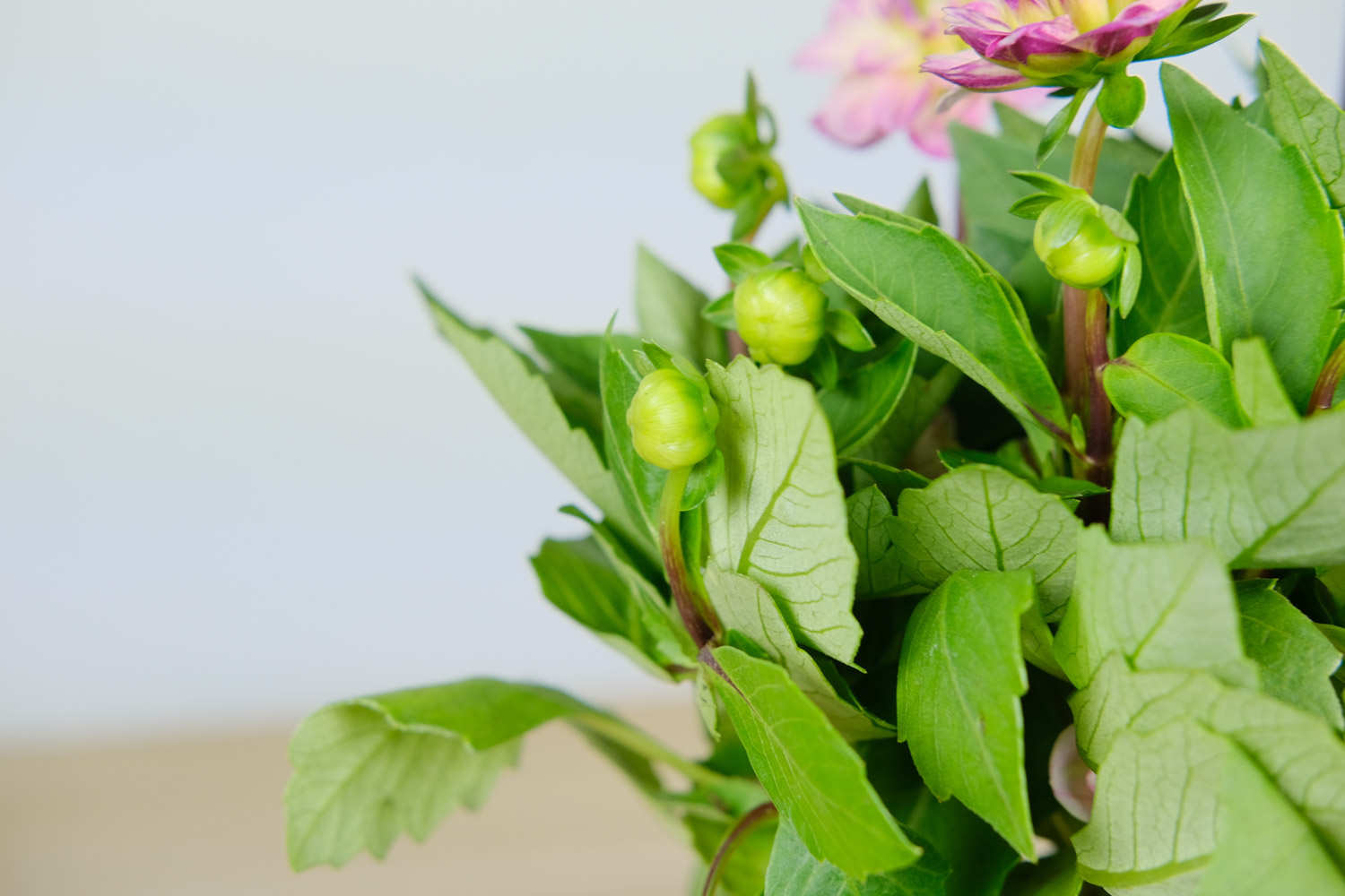 小丽花开花后怎么处理 怎么剪