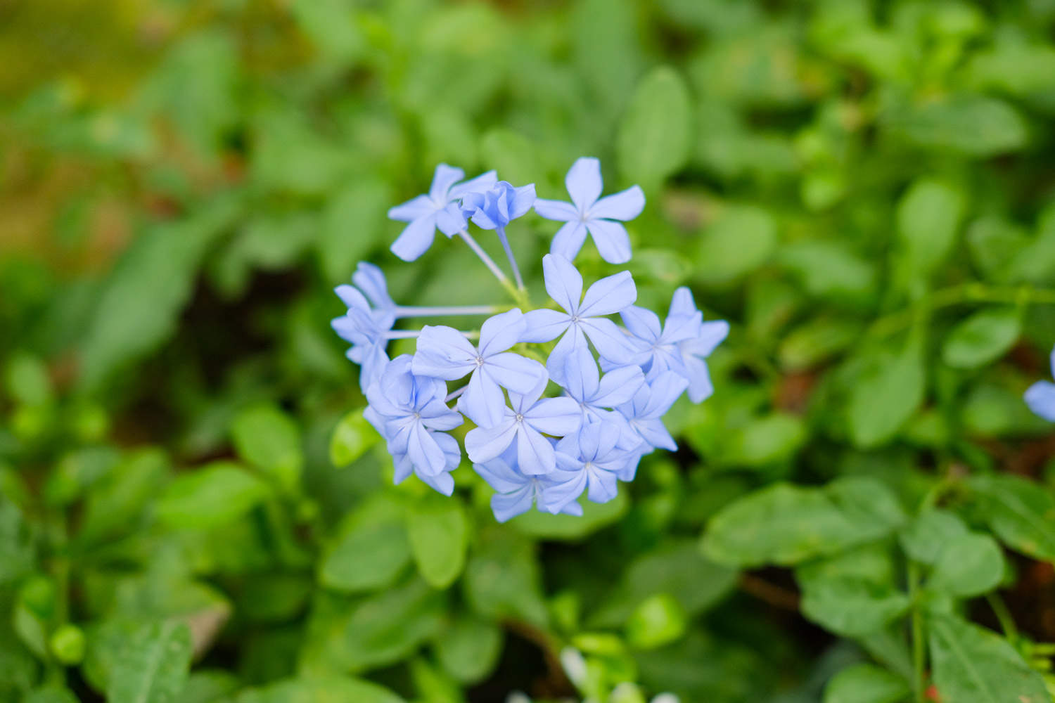 蓝雪花怎么做成棒棒糖 怎么养护