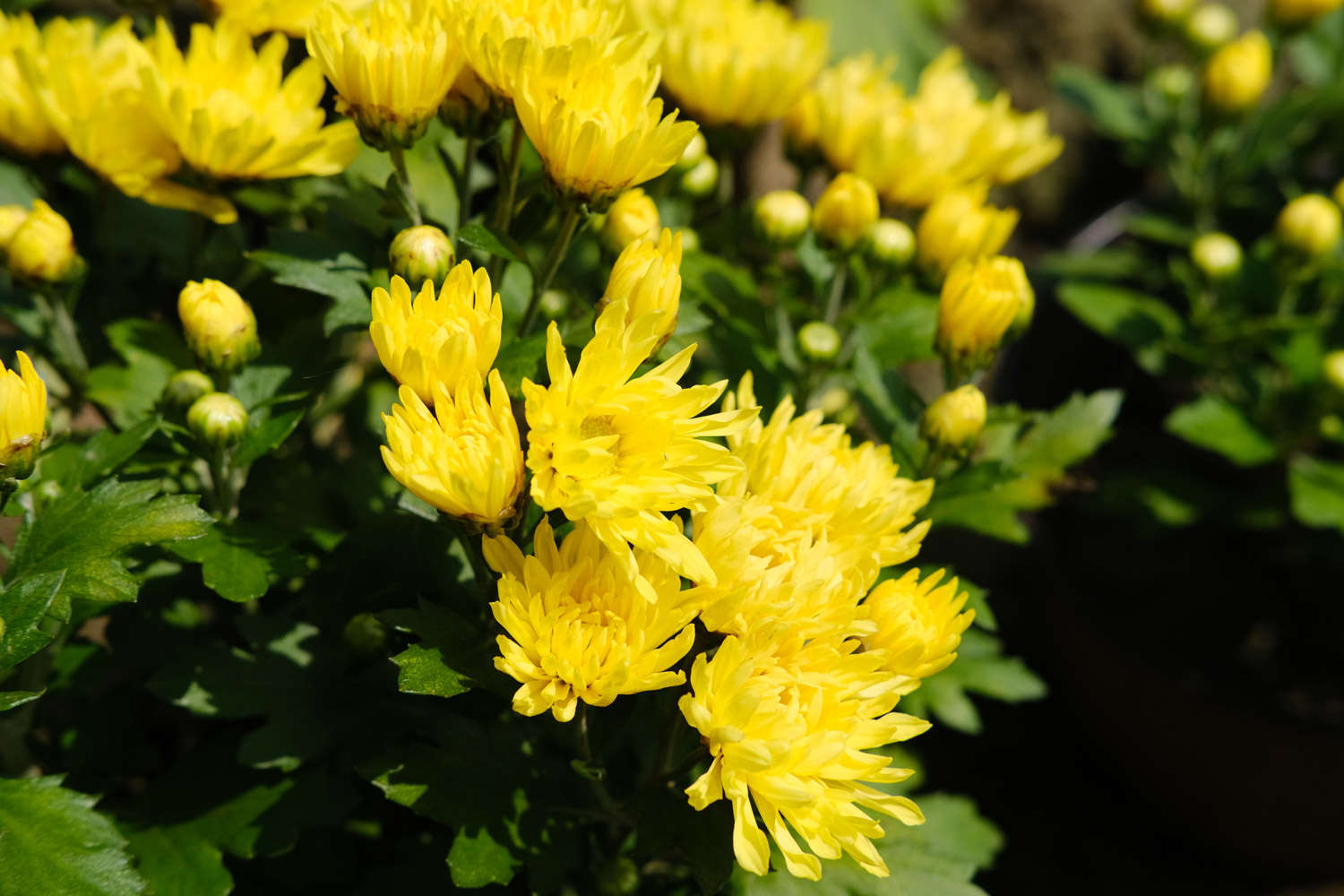 菊花小苗怎么养 什么季节种最好