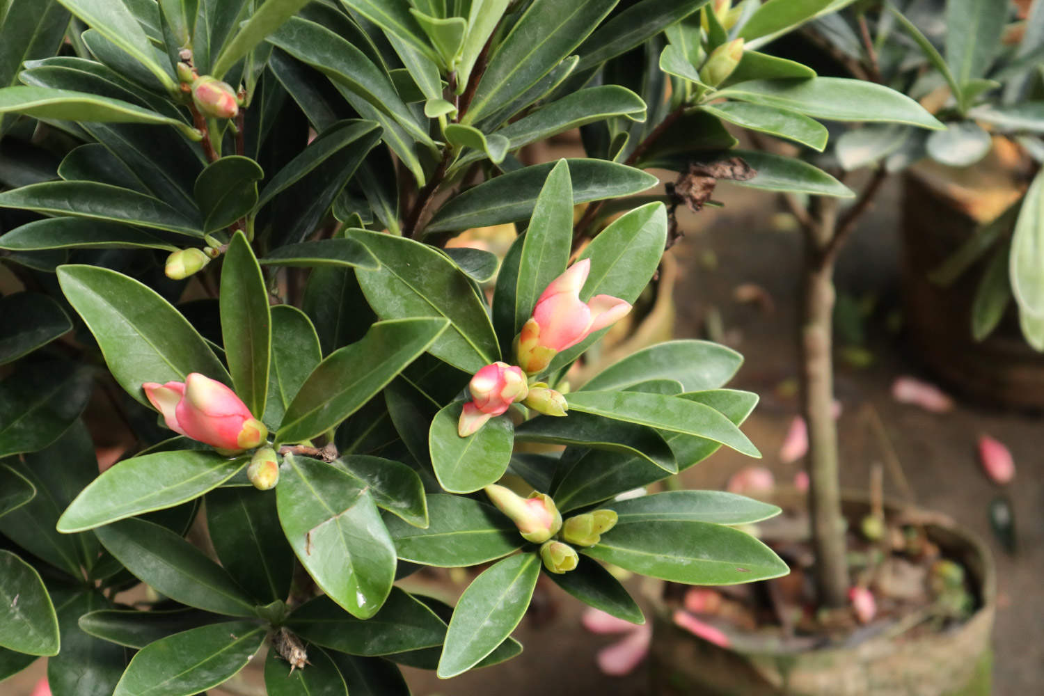 茶花浇水的正确方法 茶花浇水多了怎么补救