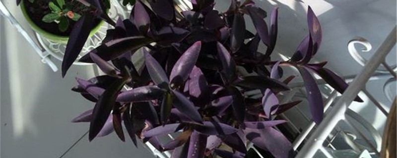 紫鸭跖草的种植方法，什么时候种植？紫鸭跖草叶子脏了怎么办，怎么清洗