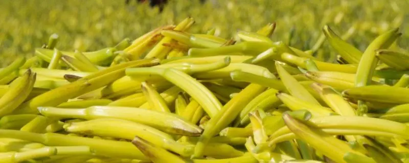 黄花菜的种植技术要点及采收管理