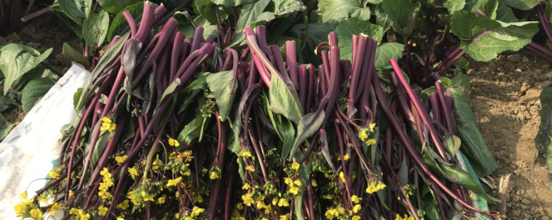 红菜苔种植方法和管理
