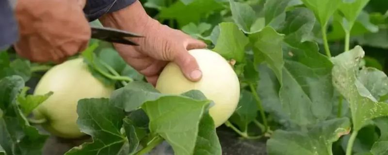 白甜瓜种植技术与管理