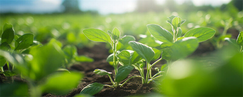 大豆品种怎么选择？大豆种植及管理技术