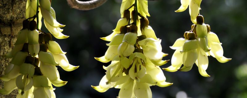 禾雀花的花语是什么?禾雀花的寓意和象征