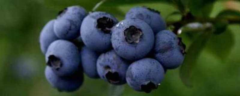 怎样种植蓝莓？高产蓝莓种植管理技术