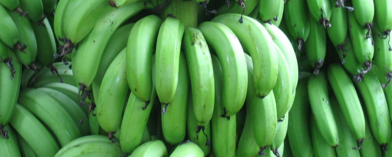 如何种植和养殖香蕉树？