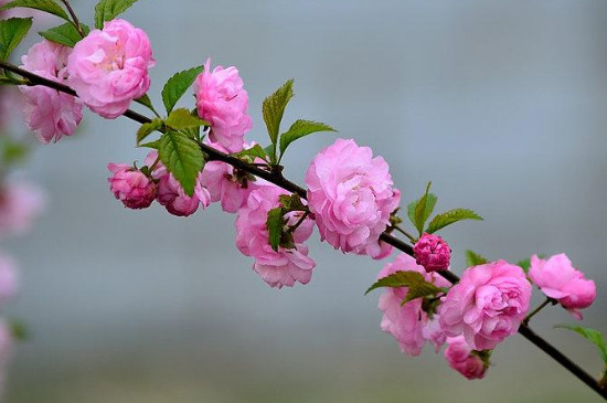 榆叶梅是梅花吗