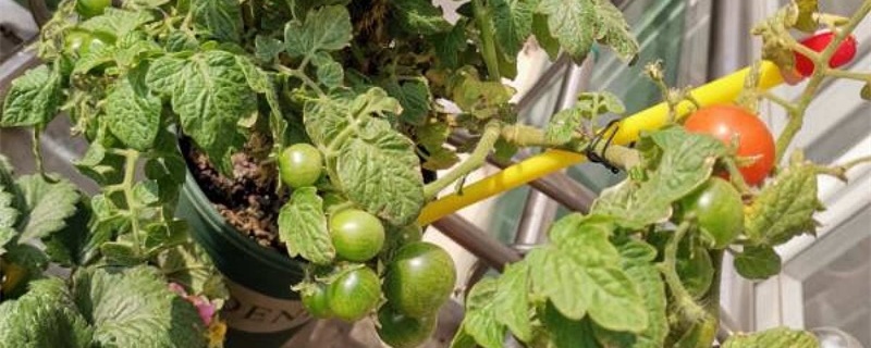 番茄怎么种，什么时候种？番茄叶子发黄怎么办，黄叶怎么办