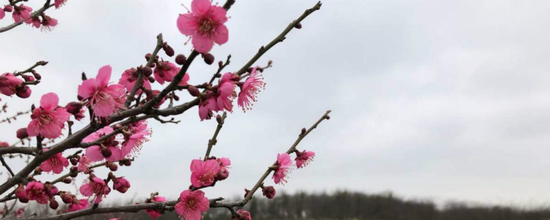 梅花是什么植物，怎么养护