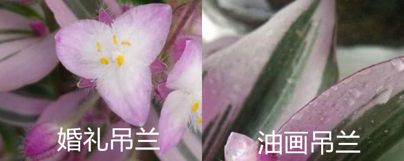 婚礼吊兰和油画吊兰的区别，分别怎么养护