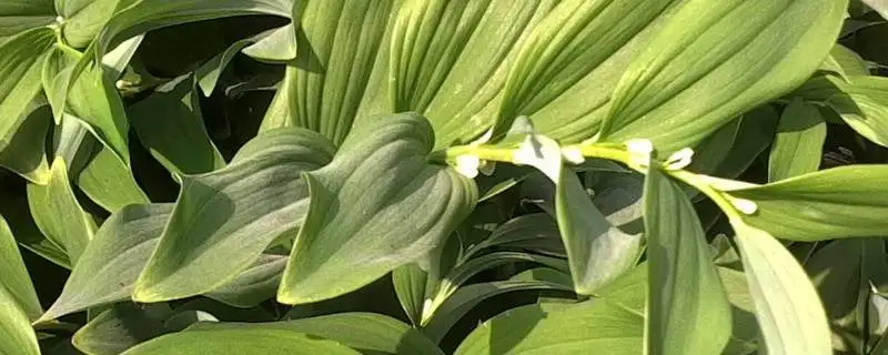 黄精玉竹的种植方法