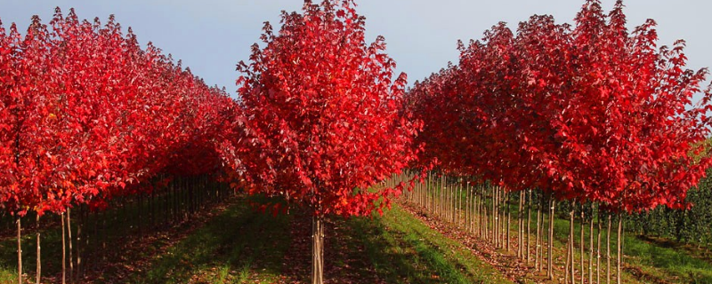 红枫树繁殖方式及种植技术介绍