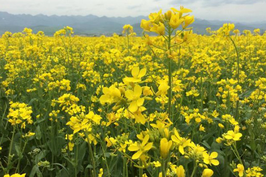 油菜花的花语与寓意是什么