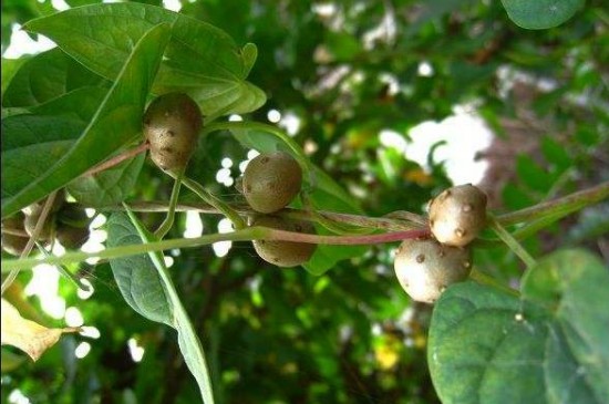 山药豆怎么种植方法