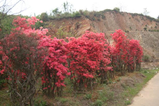 映山红下山桩的种植方法和注意事项