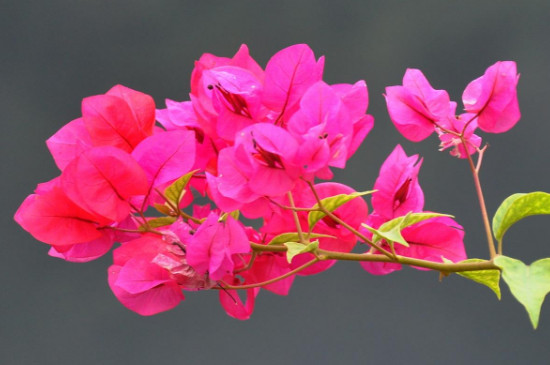 杜鹃花和三角梅是一种花吗