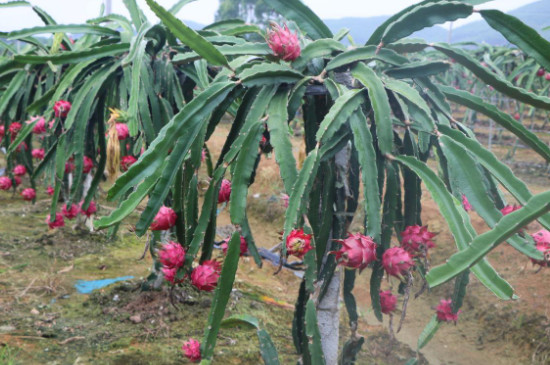 种植火龙果的方法