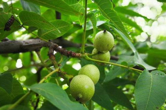 核桃怎么种植方法