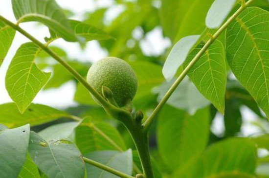 核桃怎么种植方法