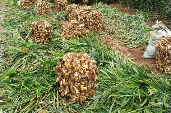 山东大姜种植时间