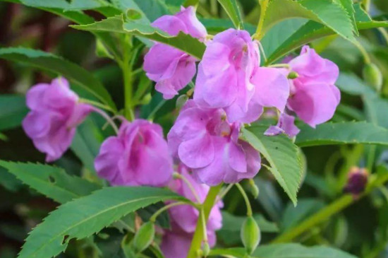 凤仙花怎么种植方法