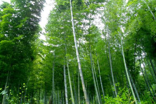 楠竹种子种植方法