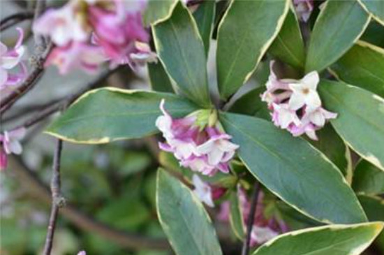 瑞香花放在屋里对人有害吗