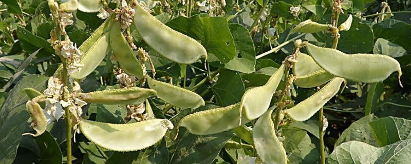 大棚芸豆的种植技术及管理