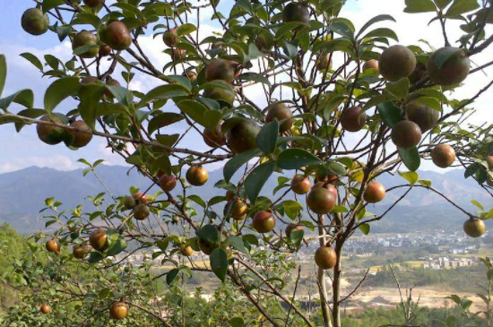 山茶树种植方法和管理