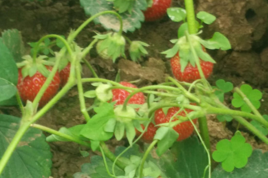 怎样种植草莓又大又甜