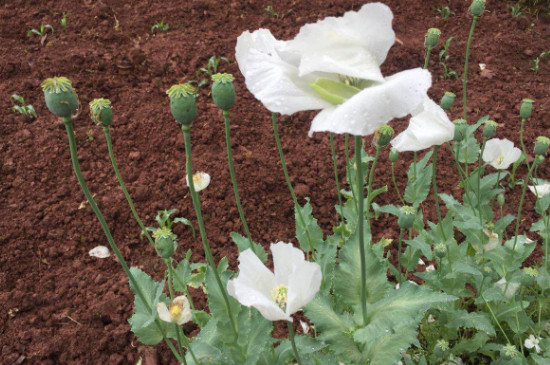 罂粟花的花语是什么意思