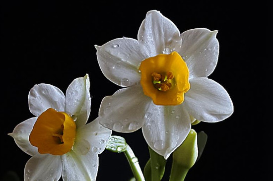 水仙花发黄什么原因