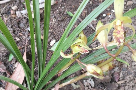 野生兰花的种植方法和技巧