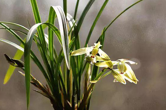 野生兰花的种植方法和技巧