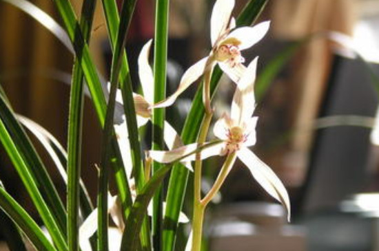 野生兰花的种植方法和技巧