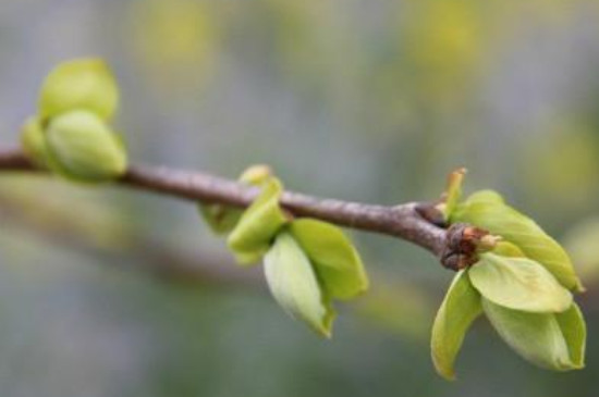 小树什么季节开始发芽