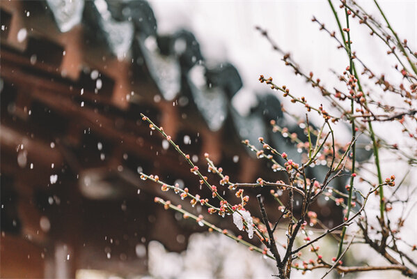 摄图网_500809939_中式古典园林中的雪景（企业商用）.jpg/