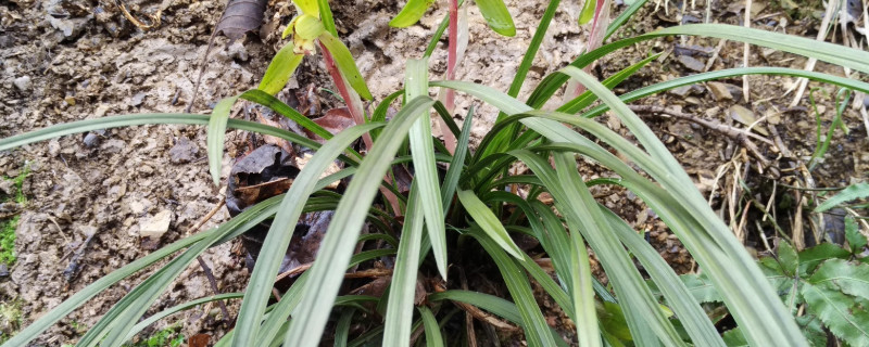 几月份适合上山挖兰花